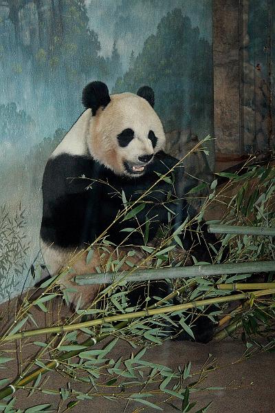 wash5792.JPG - Wasington DC zoo