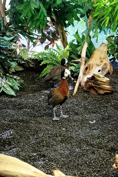 wash5794.JPG - Wasington DC zoo