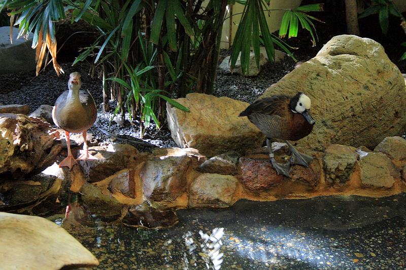 wash5795.JPG - Wasington DC zoo