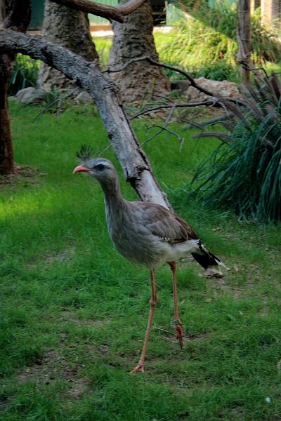 wash5799.JPG - Wasington DC zoo