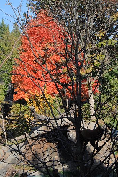 wash5801.JPG - Wasington DC zoo