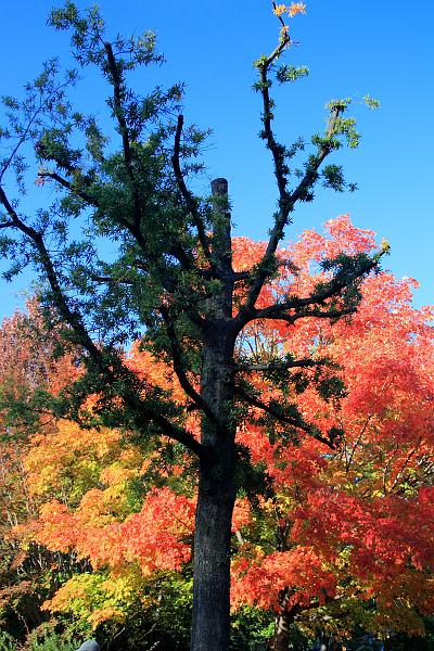 wash5806.JPG - Wasington DC zoo
