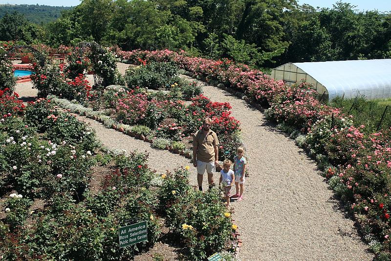 tmp5176.JPG - Rose Garden in Prabhupada’s Palace of Gold