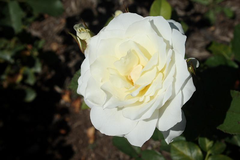 tmp5178.JPG - Rose Garden in Prabhupada’s Palace of Gold