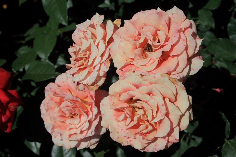 tmp5181.JPG - Rose Garden in Prabhupada’s Palace of Gold