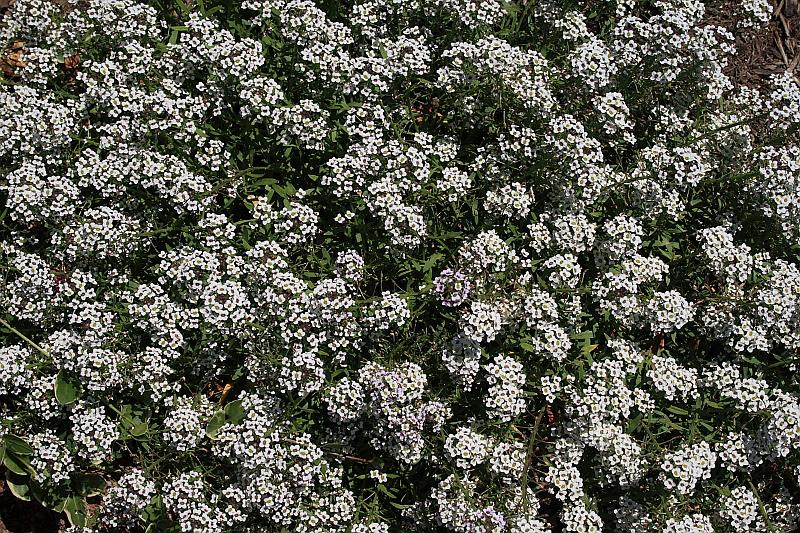 tmp5182.JPG - Rose Garden in Prabhupada’s Palace of Gold