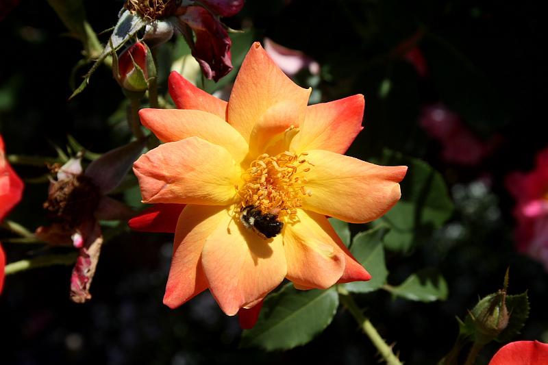 tmp5183.JPG - Rose Garden in Prabhupada’s Palace of Gold