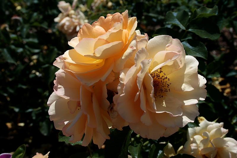 tmp5185.JPG - Rose Garden in Prabhupada’s Palace of Gold