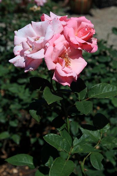 tmp5187.JPG - Rose Garden in Prabhupada’s Palace of Gold