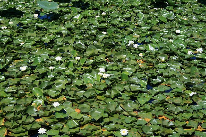 tmp5188.JPG - Lotus Pond in Prabhupada’s Palace of Gold