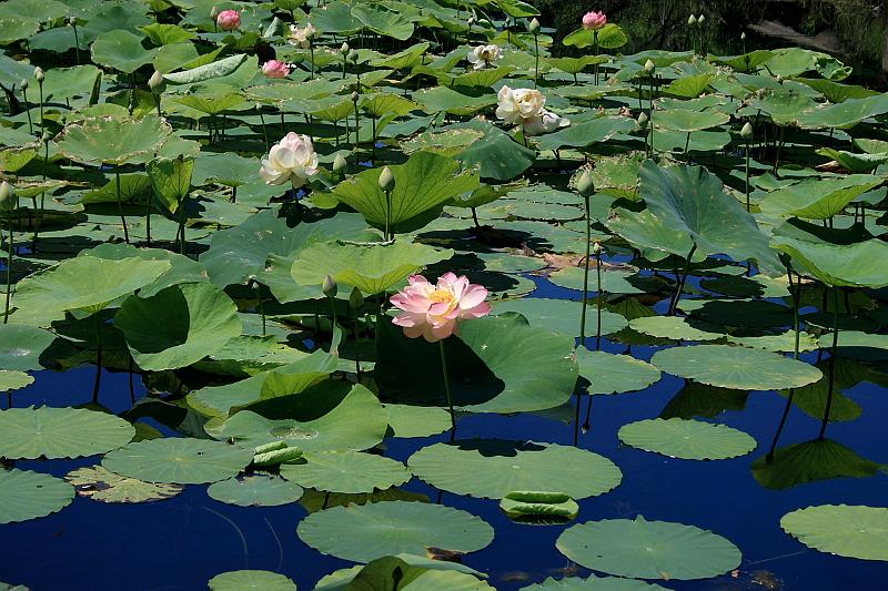 tmp5189.JPG - Lotus Pond in Prabhupada’s Palace of Gold