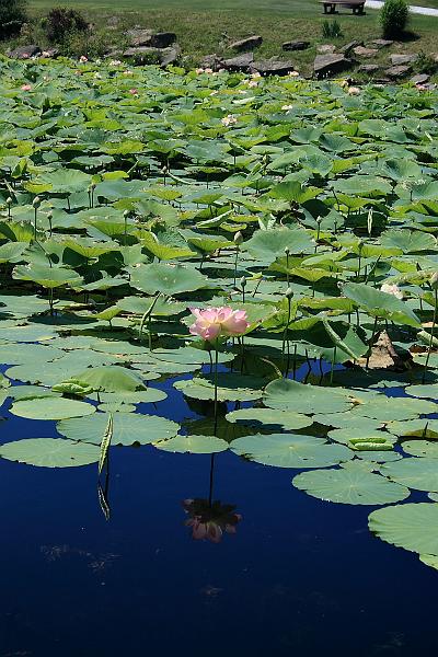 tmp5190.JPG - Lotus Pond in Prabhupada’s Palace of Gold