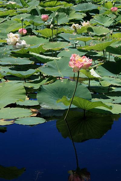 tmp5192.JPG - Lotus Pond in Prabhupada’s Palace of Gold