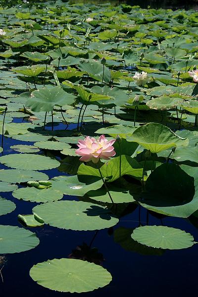 tmp5193.JPG - Lotus Pond in Prabhupada’s Palace of Gold