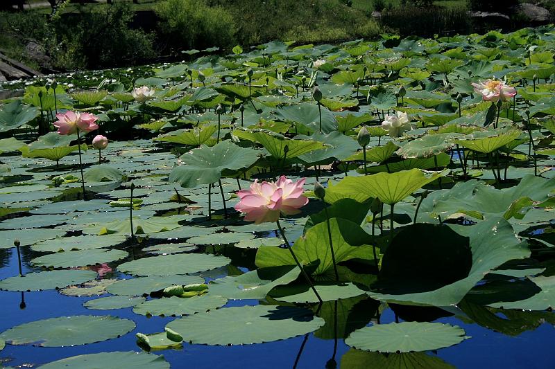 tmp5194.JPG - Lotus Pond in Prabhupada’s Palace of Gold