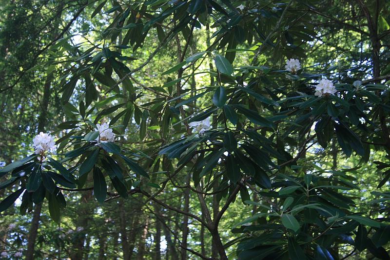 tmp5206.JPG - The Blackwater River Park