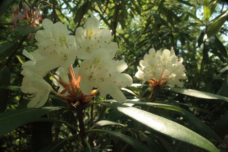 tmp5209.JPG - The Blackwater River Park